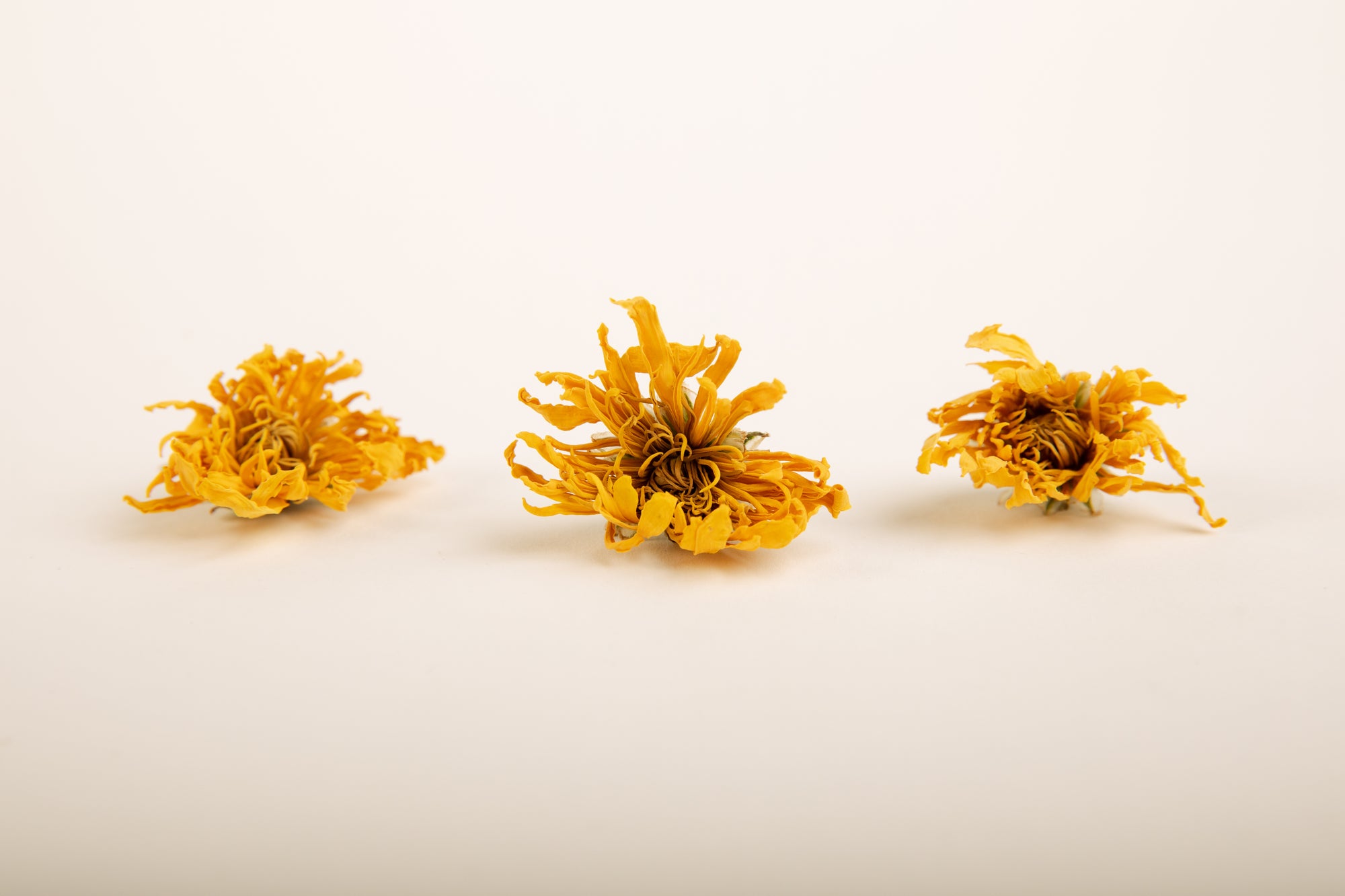 Yellow Chrysanthemum - Hand Cut